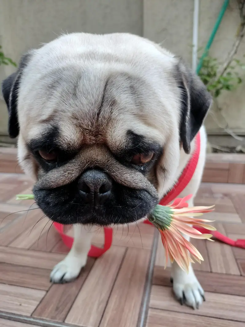 well trained pug dog for sale — photo 4
