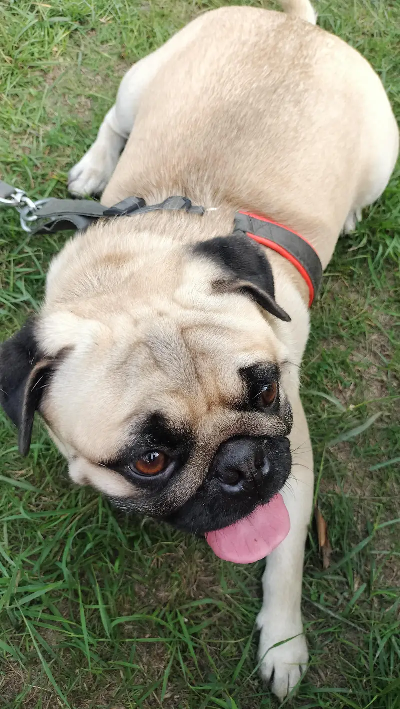 well trained pug dog for sale — photo 5