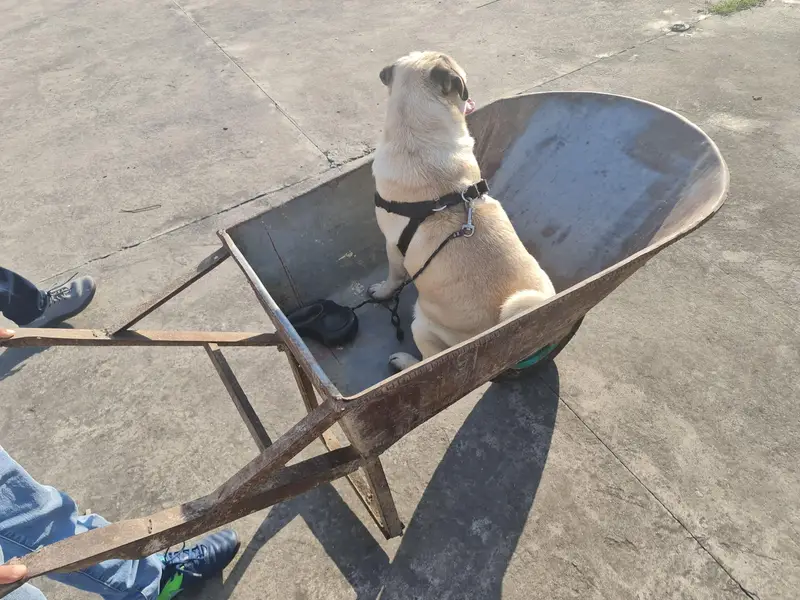 well trained pug dog for sale — photo 6