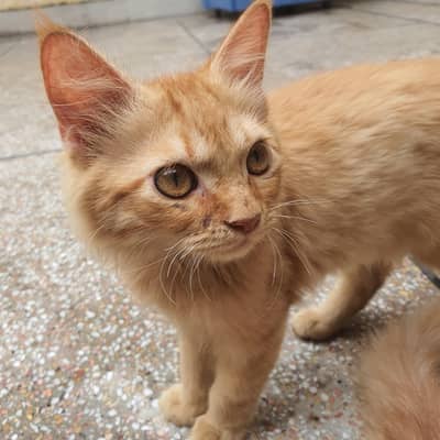 Ginger Persian kittem