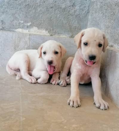 Labrador male female available