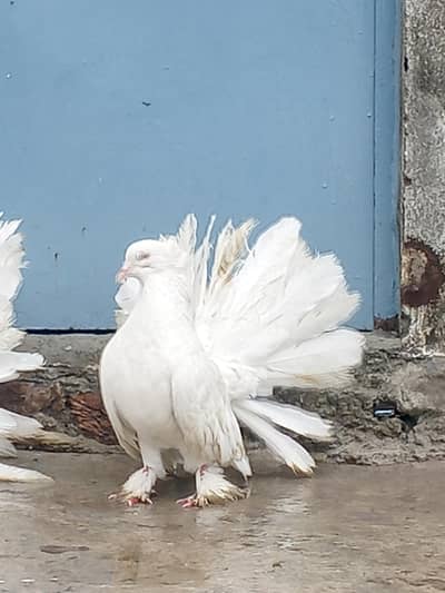 american white pair