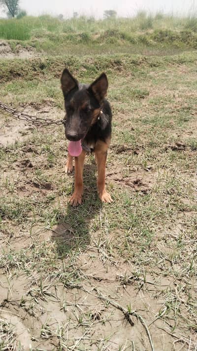 German Shepherd long coat puppy healthy active