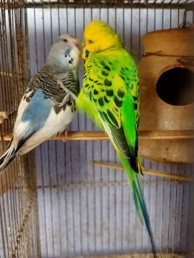 Budgies King Pair