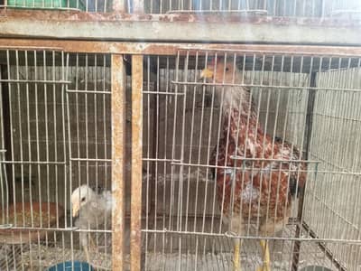 miya wali pure murgi with chick