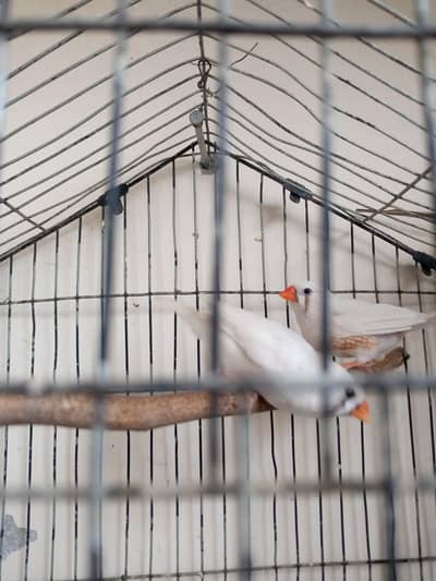 Snow White Finch Breeder Pair