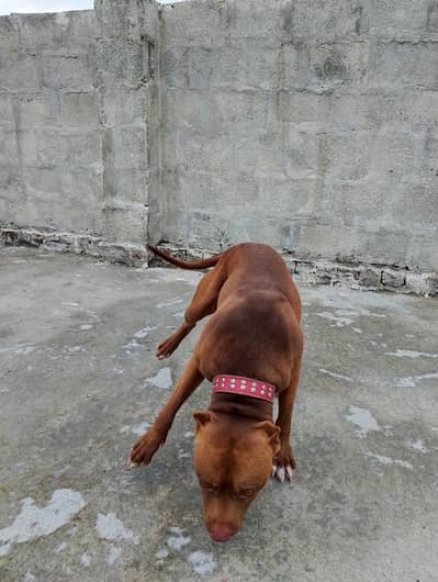 home breed