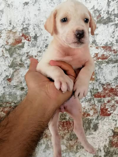 Labrador male puppy available