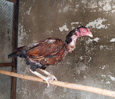 aseel miawali murgia for sale and cages for sale
