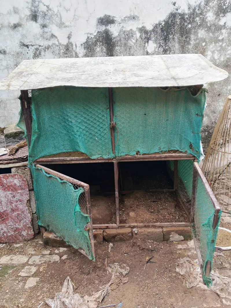 aseel miawali murgia for sale and cages for sale — photo 3