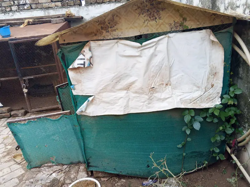 aseel miawali murgia for sale and cages for sale — photo 5