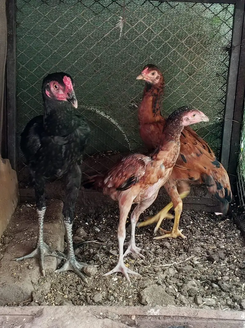 aseel miawali murgia for sale and cages for sale — photo 7
