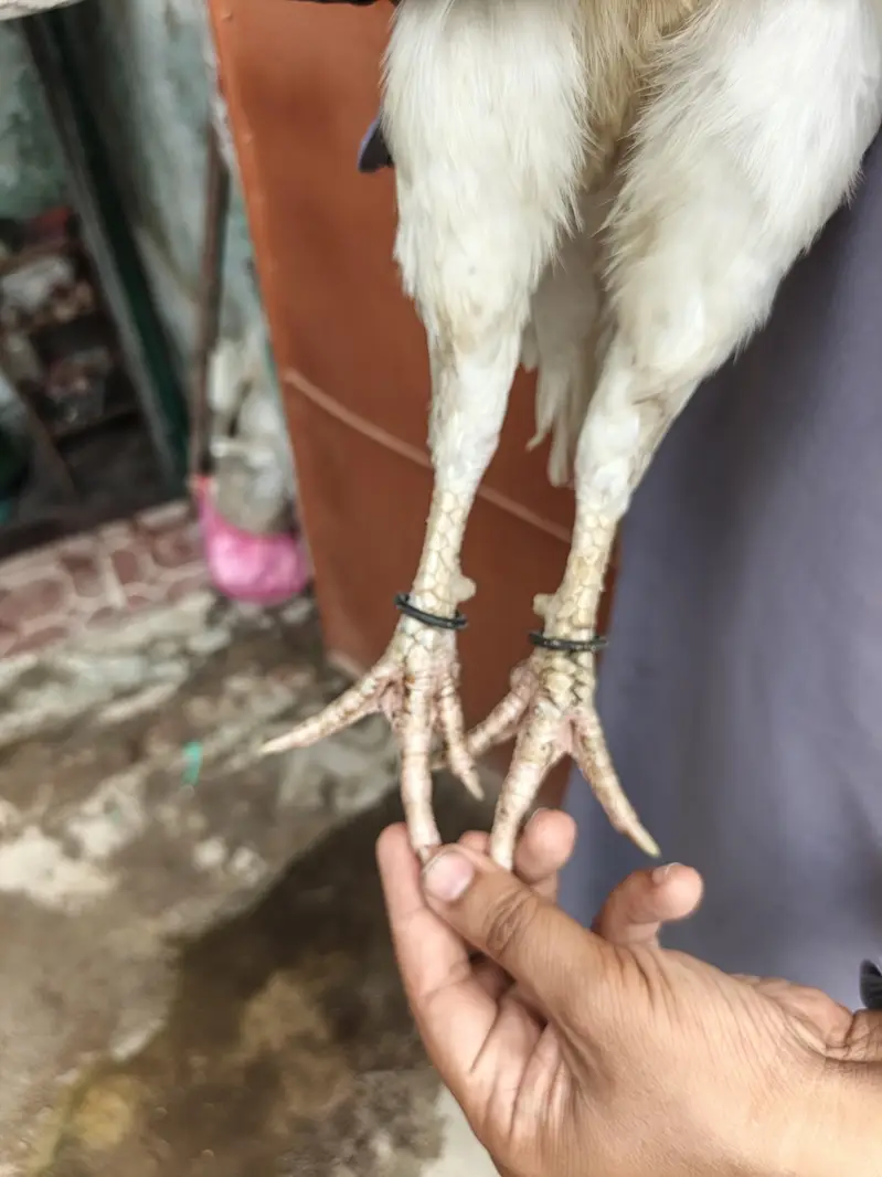 High Quality Heera Aseel Madi — photo 3