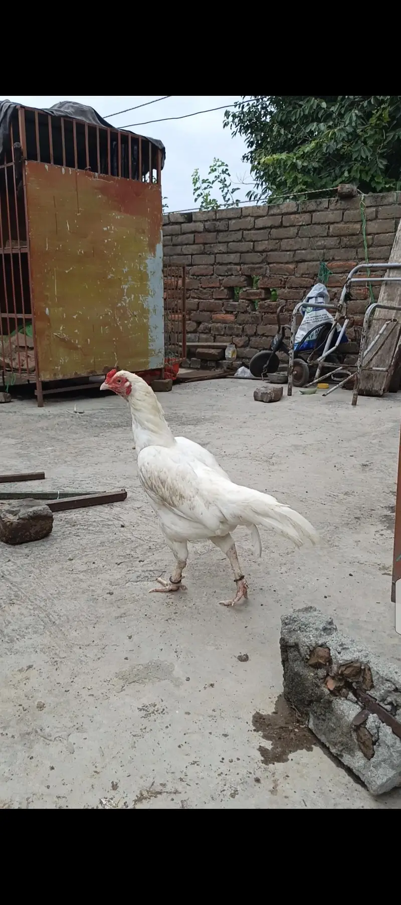 High Quality Heera Aseel Madi — photo 5