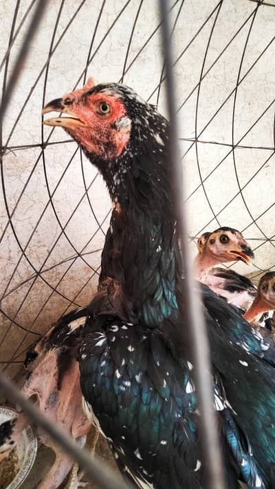 Aseel home breed Madi or 5 chicks
