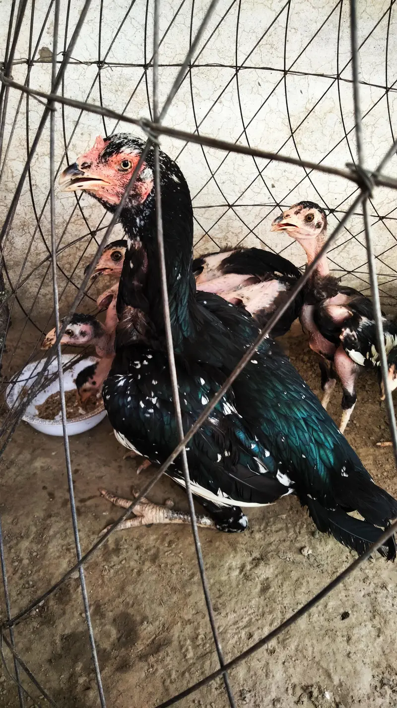Aseel home breed Madi or 5 chicks — photo 2