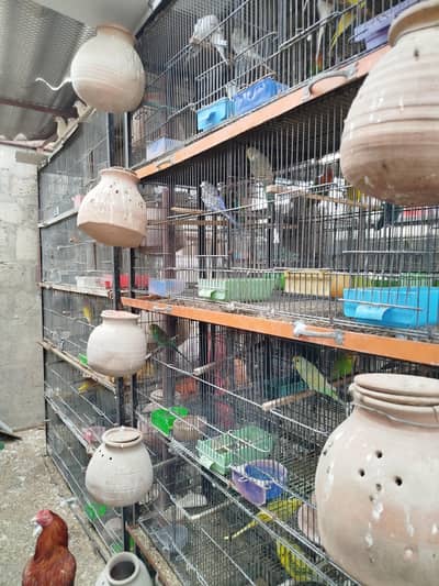 Cages