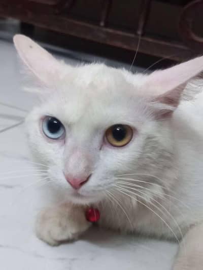 White Turkish Angora Mix Cat with Odd Eyes – Healthy & Friendly