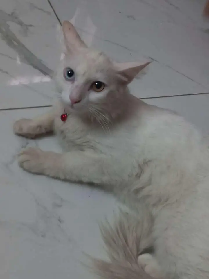 White Turkish Angora Mix Cat with Odd Eyes – Healthy & Friendly — photo 2