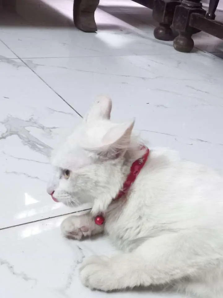 White Turkish Angora Mix Cat with Odd Eyes – Healthy & Friendly — photo 3