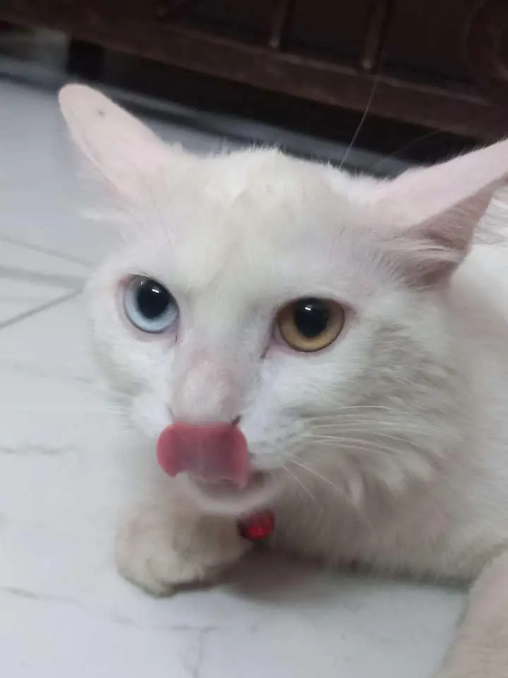 White Turkish Angora Mix Cat with Odd Eyes – Healthy & Friendly — photo 4