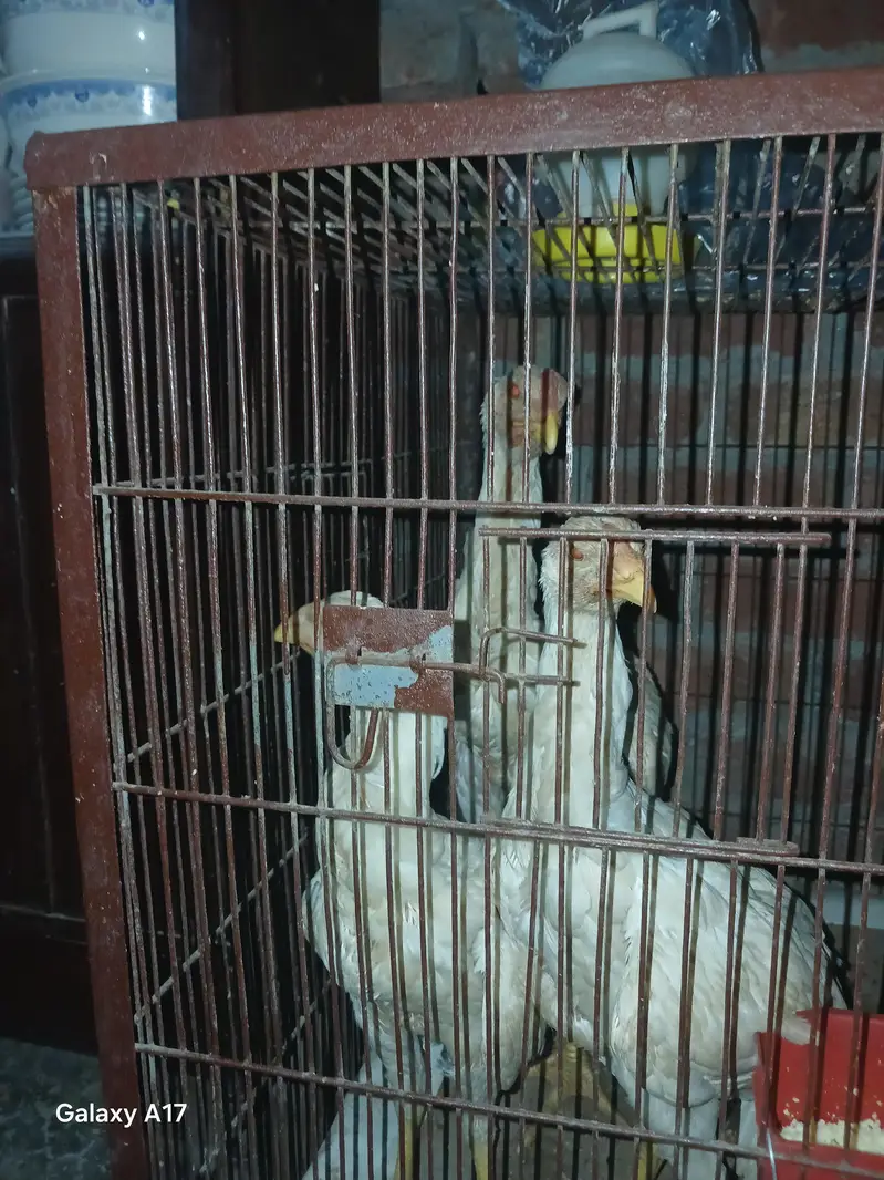 shamo aseel 5 month age ha — photo 5