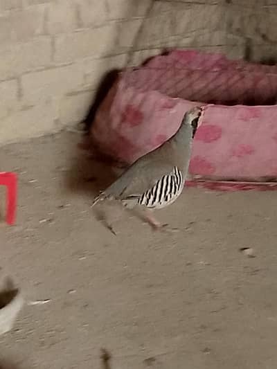 chakor