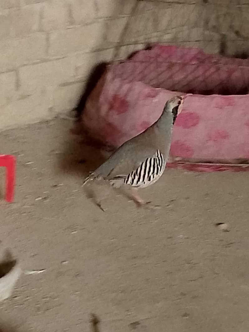 chakor 0