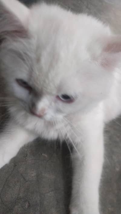 a beautiful cat for sel