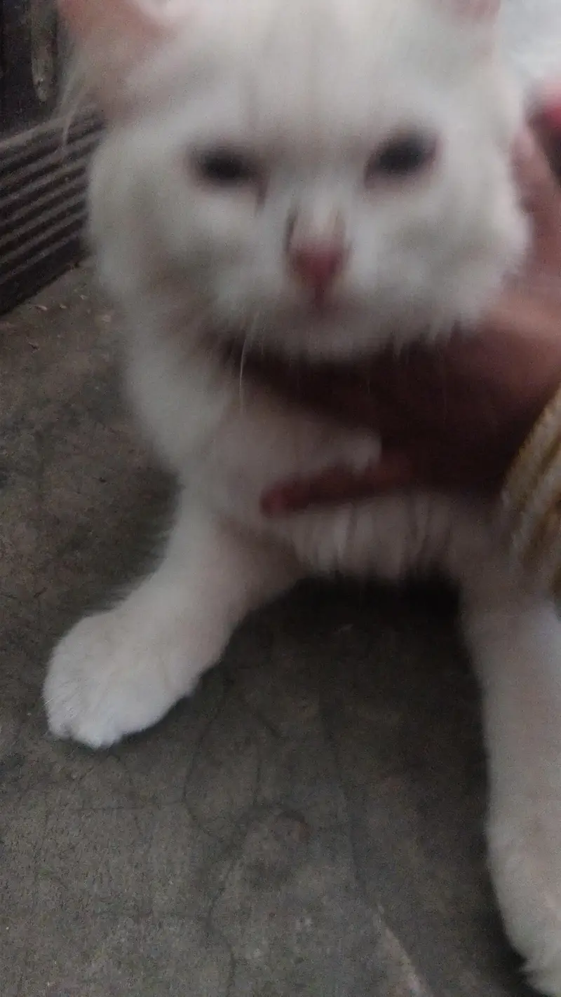 a beautiful cat for sel — photo 2