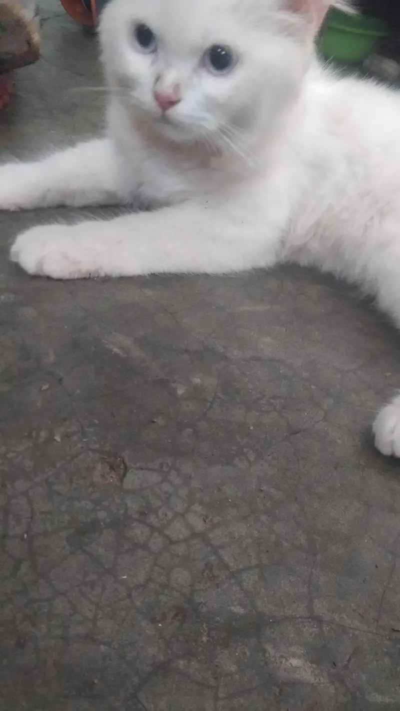 a beautiful cat for sel — photo 3