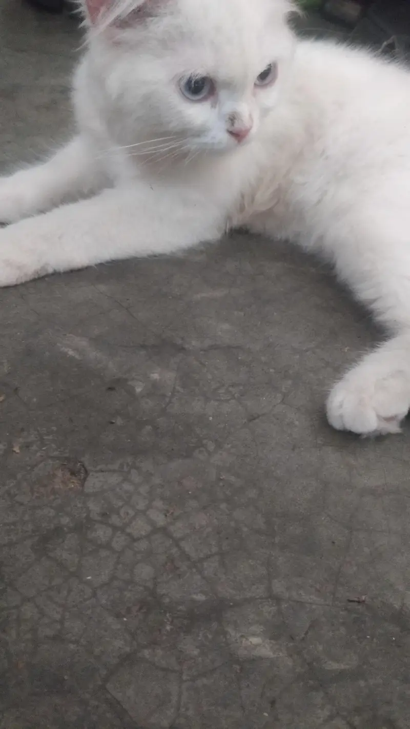 a beautiful cat for sel — photo 4