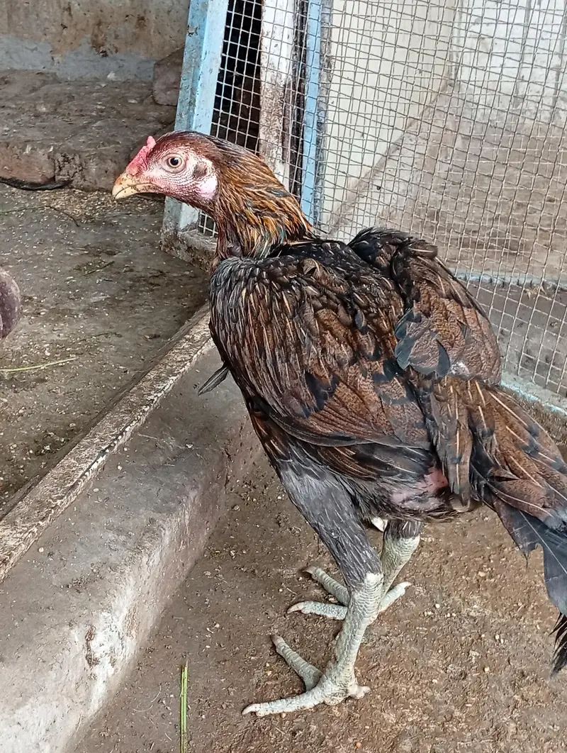 Aseel 4 Pathiyan For Sale — photo 3