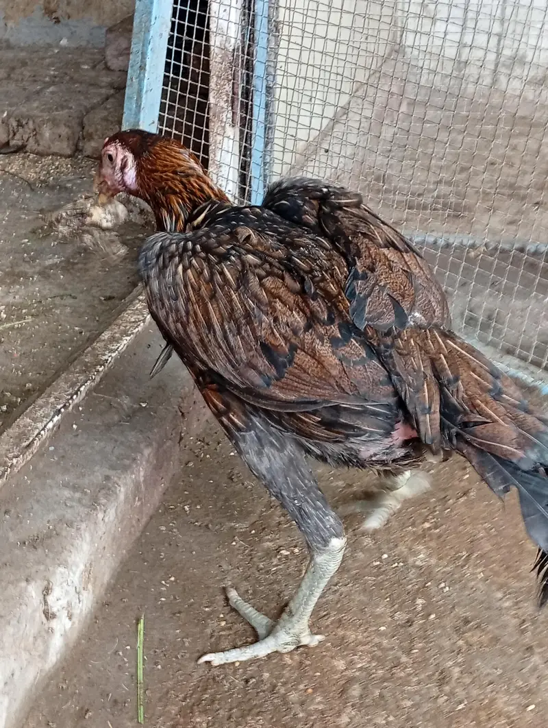 Aseel 4 Pathiyan For Sale — photo 4