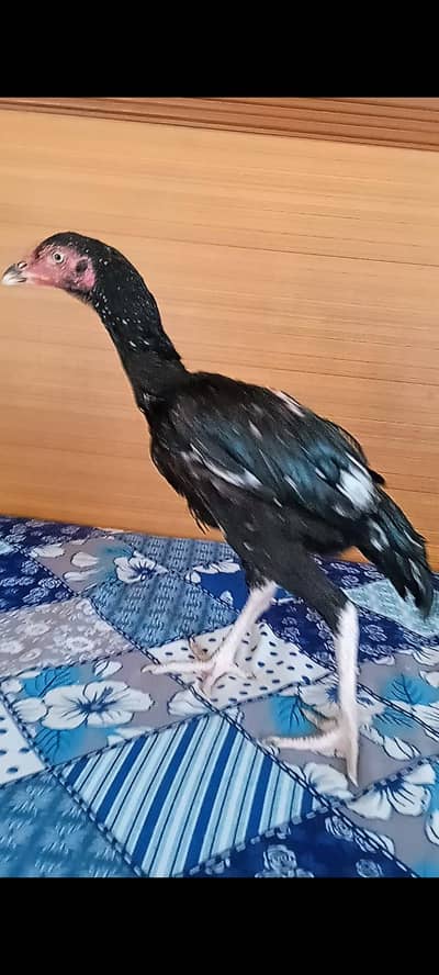 Mushka Aseal patha for sale