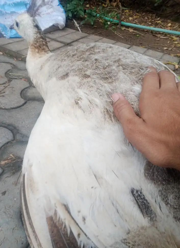 White female peacock with three peacock eggs
