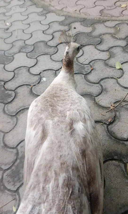 White female peacock with three peacock eggs — photo 2