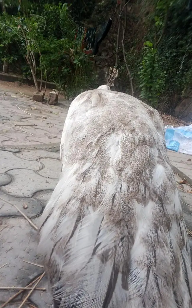 White female peacock with three peacock eggs — photo 4