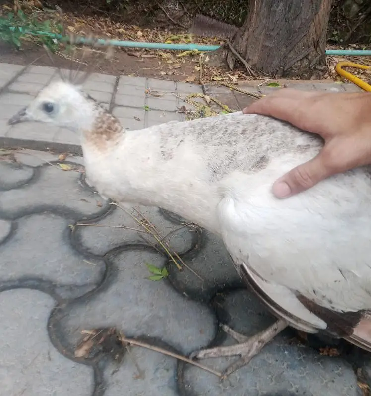 White female peacock with three peacock eggs — photo 5
