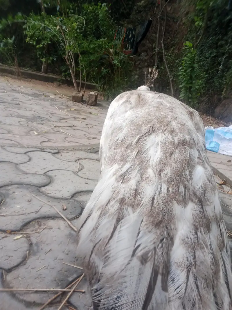 White female peacock with three peacock eggs — photo 6
