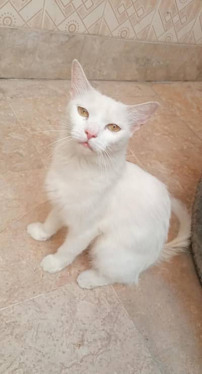 One female cat and 2 baby male female