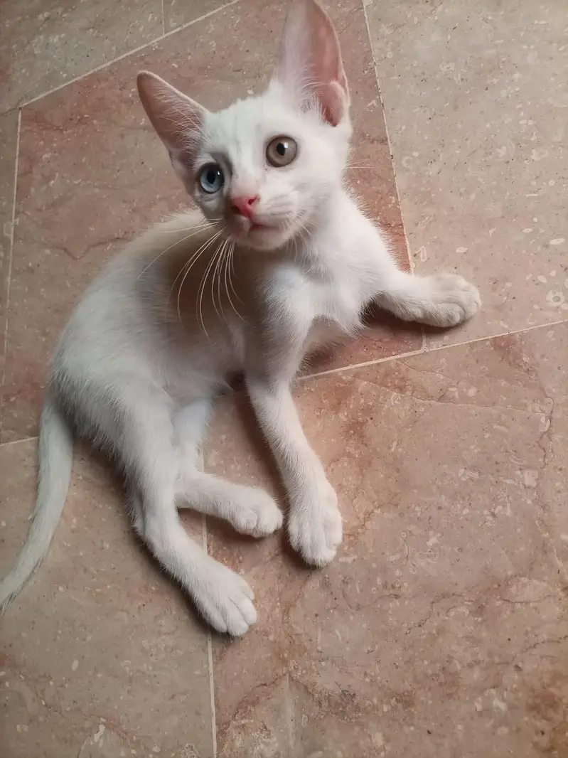One female cat and 2 baby male female — photo 2