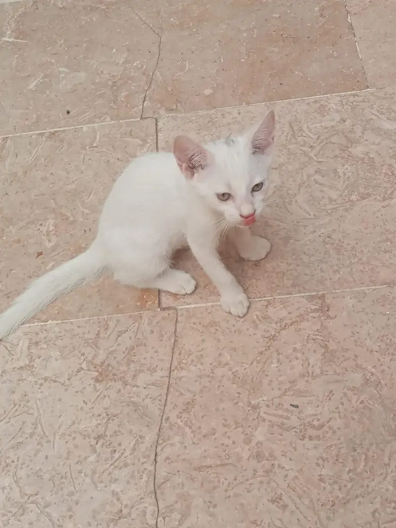 One female cat and 2 baby male female — photo 3