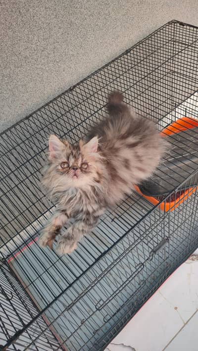 persian male kitten