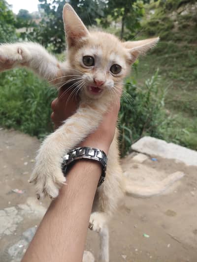 house cat