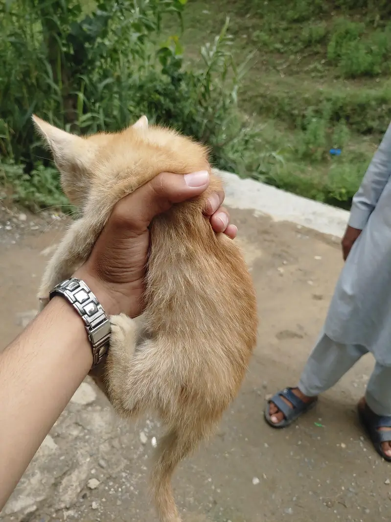 house cat — photo 2