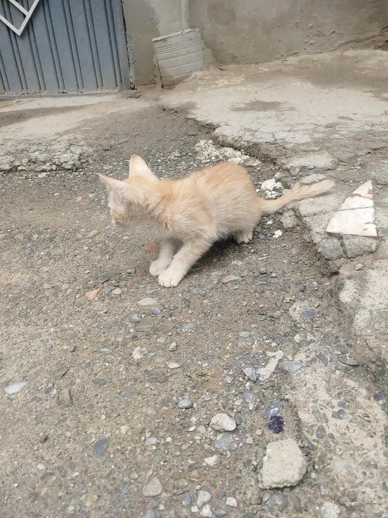 house cat — photo 3