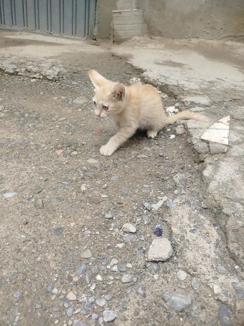 house cat — photo 4