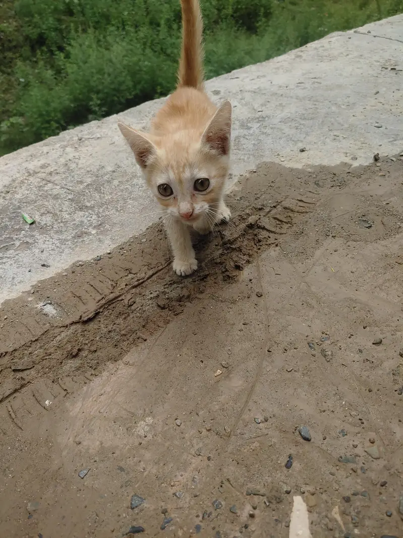 house cat — photo 5