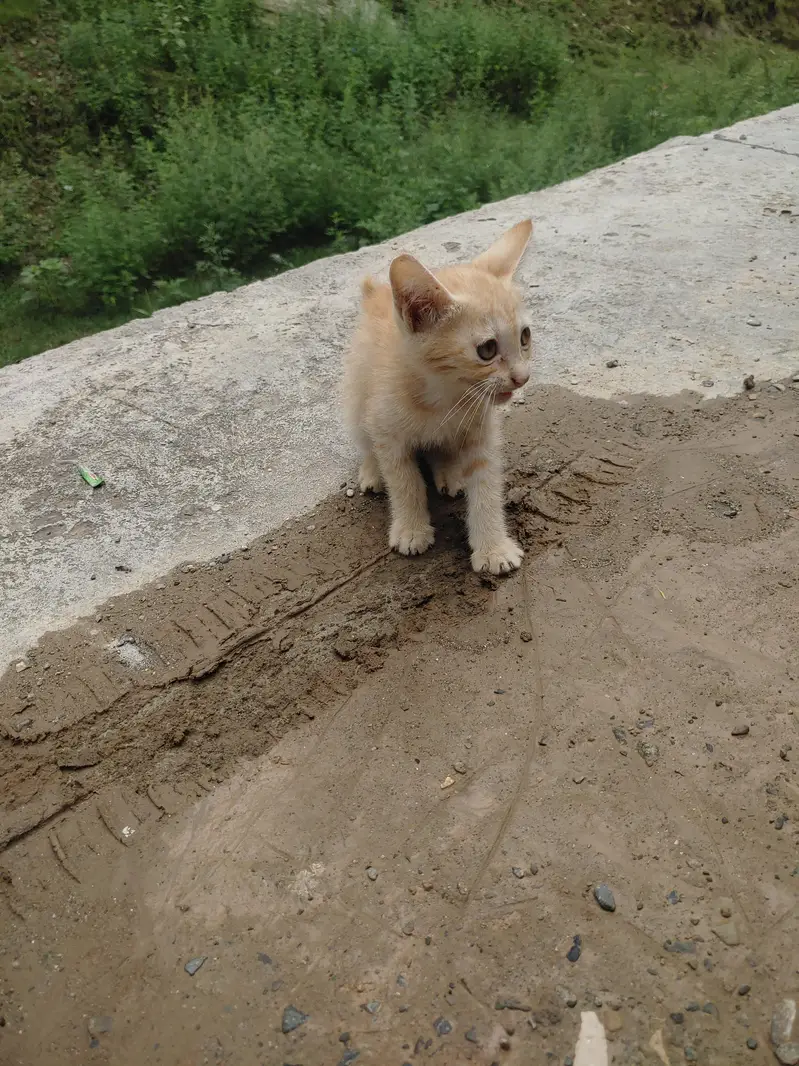 house cat — photo 6